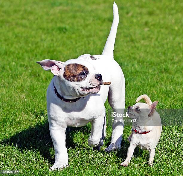 Zwei Kleine Glückliche Welpen Stockfoto und mehr Bilder von Aktivitäten und Sport - Aktivitäten und Sport, American Bulldog, Bewegung