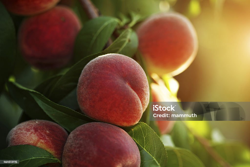 peach fruits peach fruits in the summer sunshine Peach Stock Photo peach fruits peach fruits in the summer sunshine Peach Stock Photo