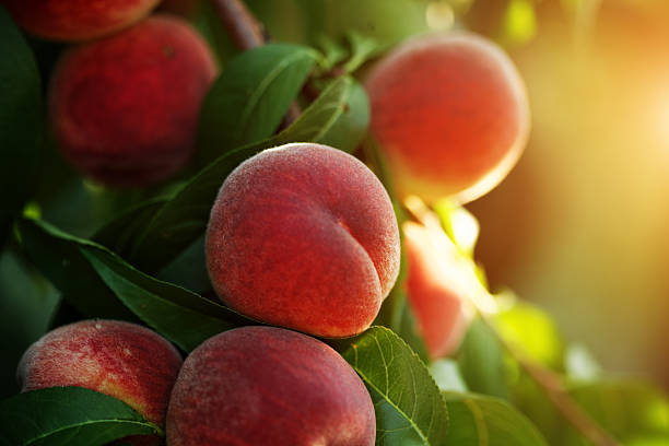 peach fruits peach fruits in the summer sunshine peach photos stock pictures, royalty-free photos & images