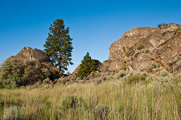 Rock Formations and Trees at Devil's Punchbowl Devil's Punchbowl is an inlet from Banks Lake formed by some of the many basaltic rock formations in the Central Washington scablands. This scene was photographed from Northrup Point in Steamboat Rock State Park near Grand Coulee, Washington State, USA. jeff goulden washington state desert stock pictures, royalty-free photos & images