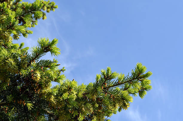 istock Fir spruce tree braches grow in spring on blue sky 464515039