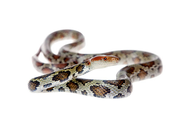 istock Flower Ratsnake isolated on white 464515870