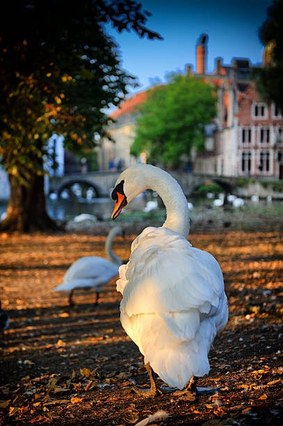 istock White swan in old town park. Bruges 464516868