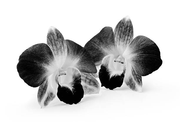 istock black and  Orchid Flower isolated on white background 464517426
