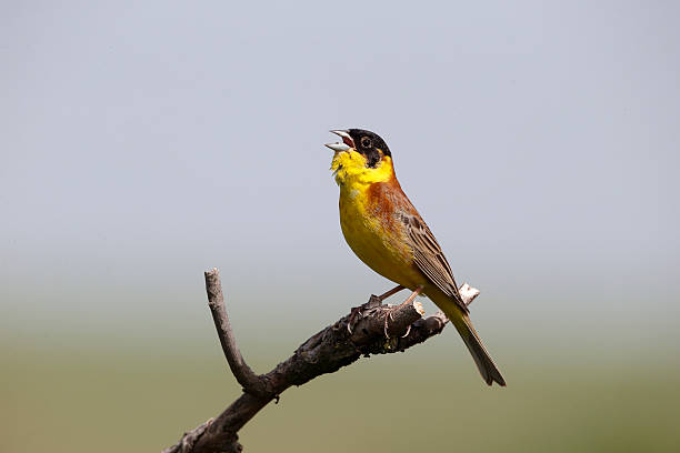 istock Black-headed bunting, Emberiza melanocephala 464519203