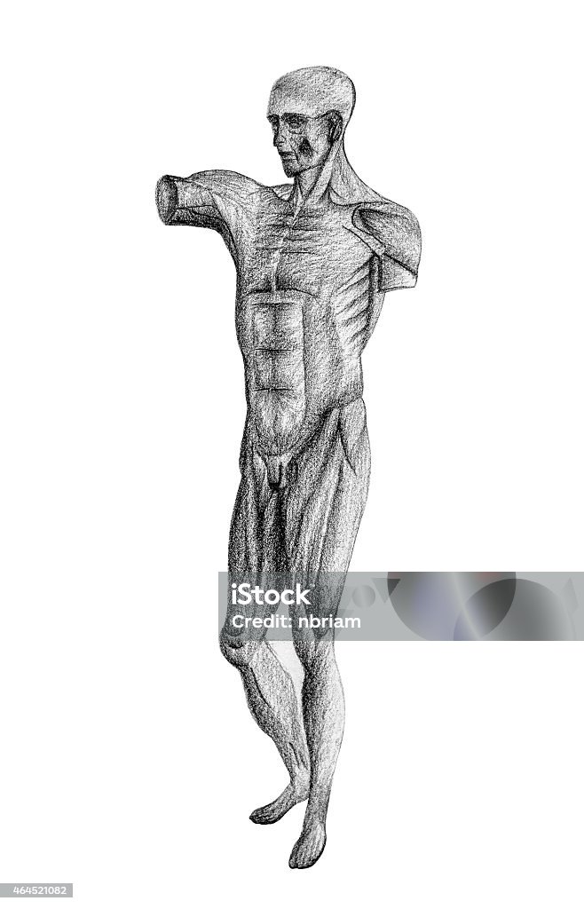 Hunman Figure Drawing Human Drawing Figure
