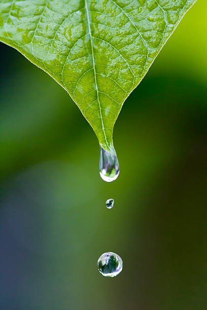 istock Water drops in rainy day 464521607