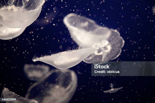 Gelees Im Vancouver Aquarium Stockfoto und mehr Bilder von Blau - Blau, Fotografie, Giftstoff