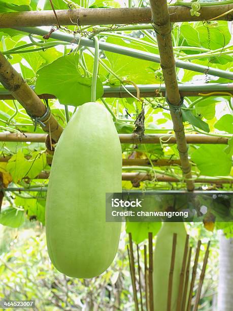 Wax Gourd Stock Photo - Download Image Now - Affectionate, Autumn, Crop - Plant