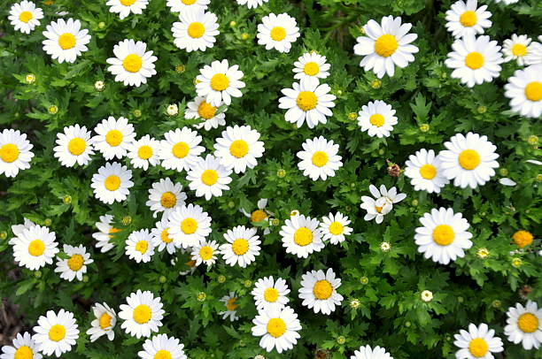 white daisies in den garten - daisy marguerite flower grass stock-fotos und bilder