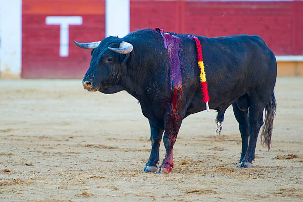 istock bullfight in Spain 464523161