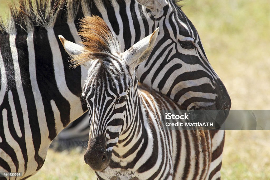 Bambino con la madre di zebra - Foto stock royalty-free di Vitello