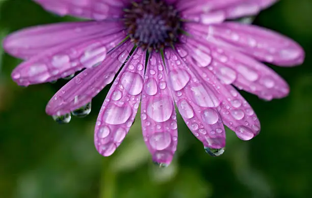 Photo of purple daisy flower with raindrops
