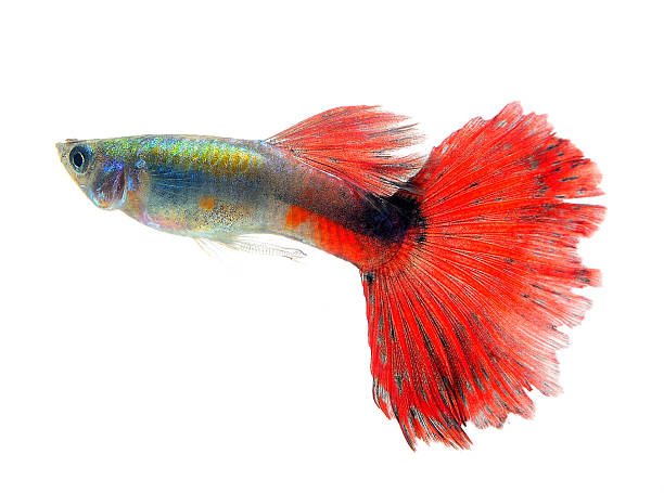 istock Beautiful Guppy Isolated on whte  Background 464523944
