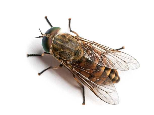istock Horsefly viewed from up high, Tabanus, isolated on white 464524285