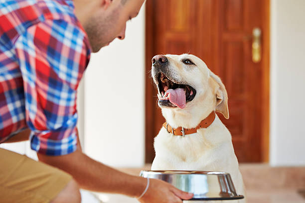 Hungry dog Hungry labrador retriever is waiting for feeding. dog bowl photos stock pictures, royalty-free photos & images