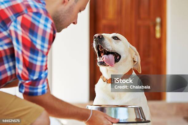 Hungry Dog Stock Photo - Download Image Now - Dog, Eating, Food