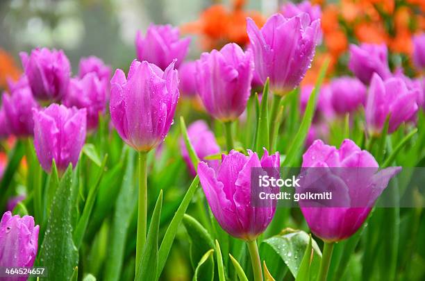 Tulips In The Garden Stock Photo - Download Image Now - Agricultural Field, April, Backgrounds