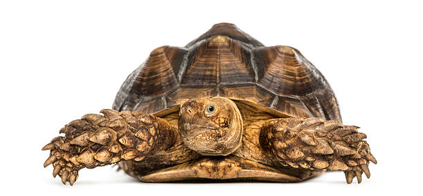 istock Front view of an African Spurred Tortoise, Geochelone sulcata 464524749