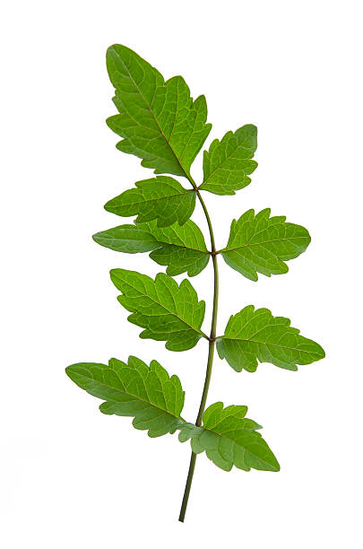istock Close up  of green leaf 464524800