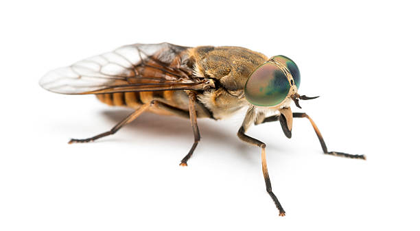 vista laterale di una horsefly, tabanus, isolato su bianco - horse fly foto e immagini stock