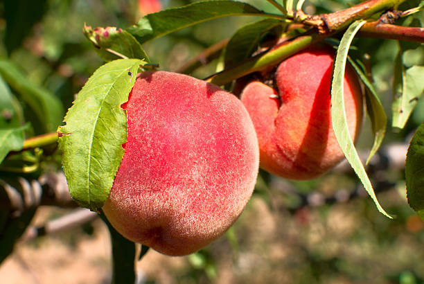 Juicy peaches on the tree stock photo