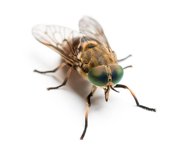 istock Horsefly viewed from up high, Tabanus, isolated on white 464524921