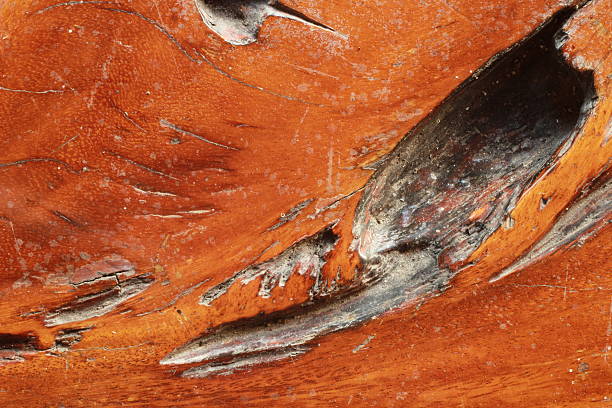 Palm tree skin texture