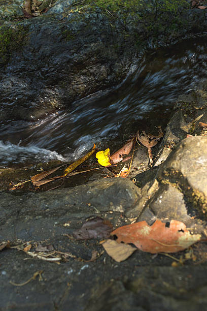 istock Dried leaves on rocks with natural light. 464525084