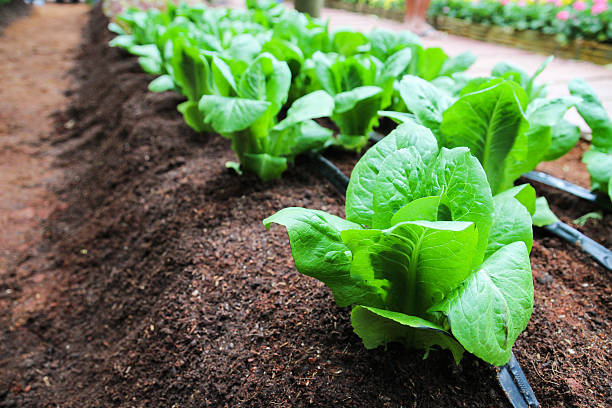 istock cos lettuce growing in farm 464525794