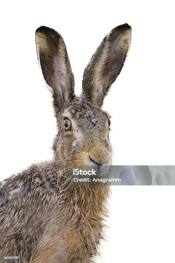 Portrait of a brown hare who looks slightly wet Brown hare portrait isolated on white. Hare Stock Photo