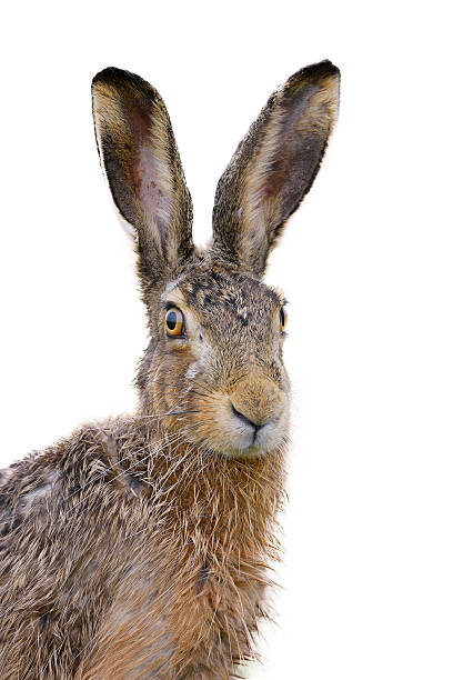 Portrait of a brown hare who looks slightly wet Brown hare portrait isolated on white. animal ear stock pictures, royalty-free photos & images