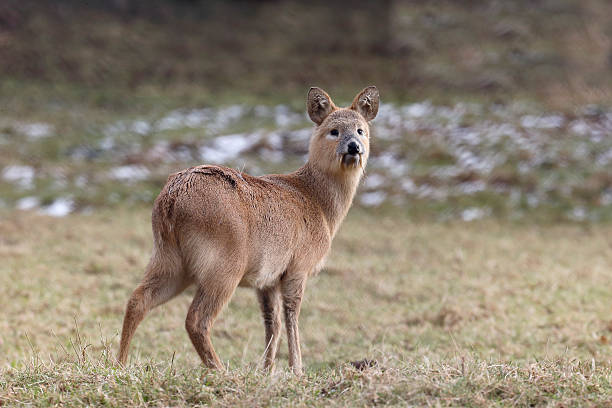 Chinese water deer, Hydropotes inermis