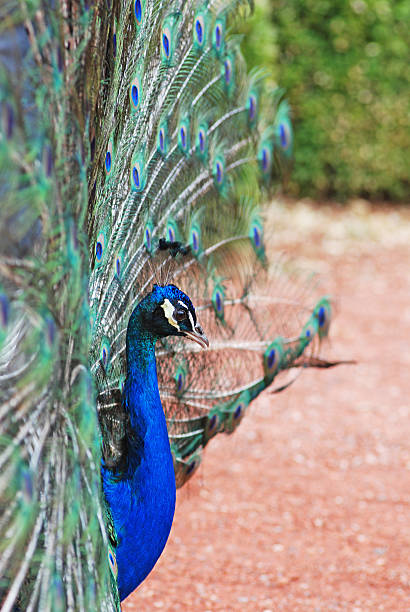 Peacock stock photo