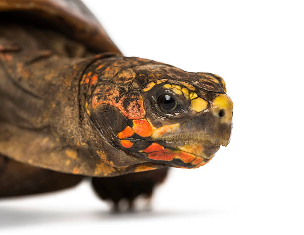istock Close-up of a Red-footed tortoise, Chelonoidis carbonaria 464528131