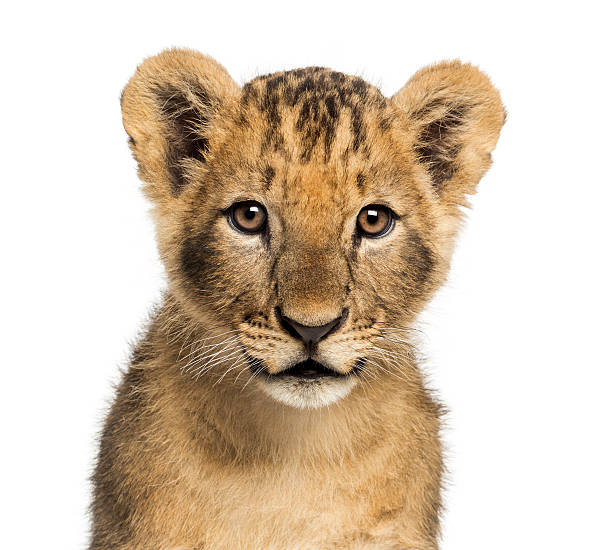 istock Close-up of Lion cub looking at camera, 10 weeks old 464528655