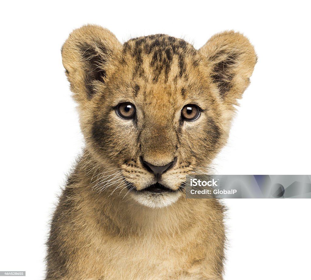 Close-up of Lion cub looking at camera, 10 weeks old Close-up of a Lion cub looking at the camera, 10 weeks old, isolated on white Lion Cub Stock Photo