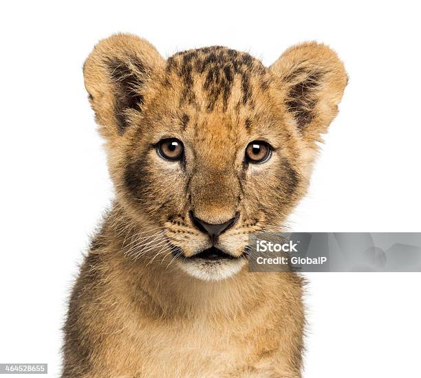 Closeup Of Lion Cub Looking At Camera 10 Weeks Old Stock Photo - Download Image Now