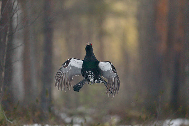 Capercaillie, Tetrao urogallus Capercaillie, Tetrao urogallus, single male in snowy forest displaying at lek, Finland, April 2013 capercaillie grouse grouse wildlife scotland stock pictures, royalty-free photos & images