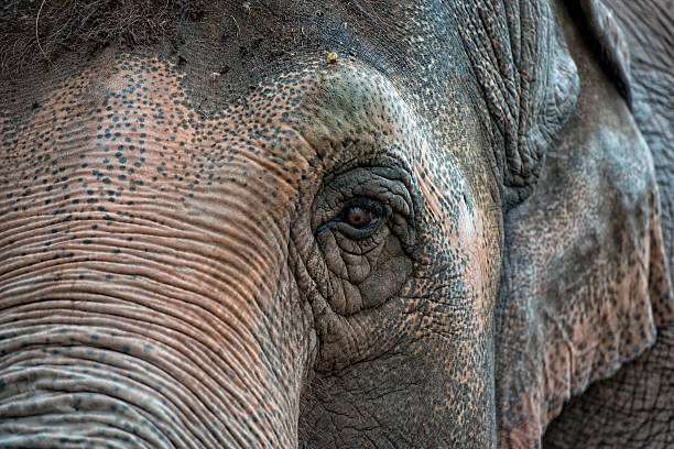istock elephant eye close up detail 464529576
