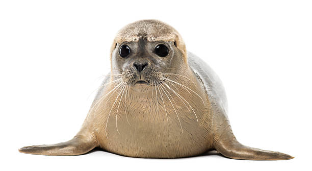 istock 8 month old common seal, Phoca vitulina, facing the camera 464529919