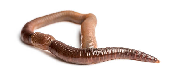 istock Common earthworm viewed from up high, Lumbricus terrestris 464529967