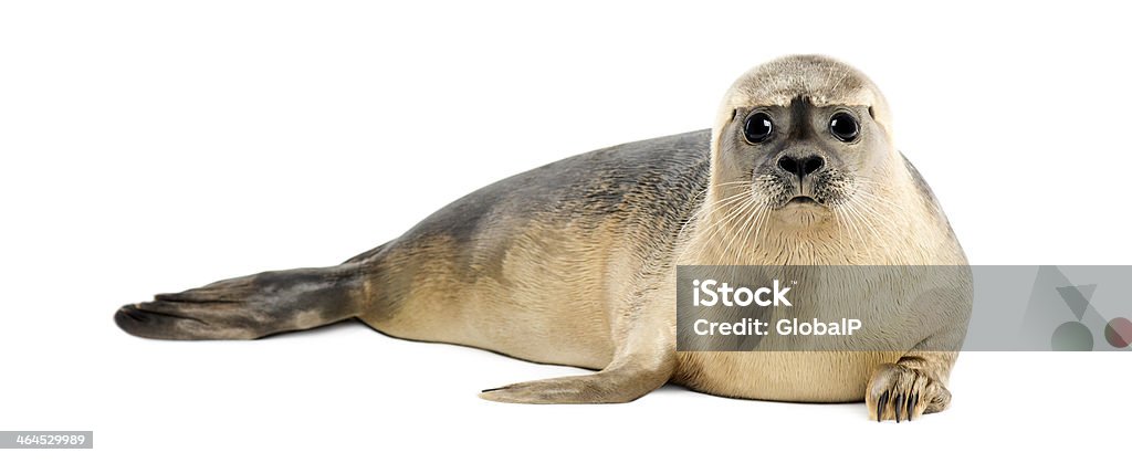 Common seal liegen, Blick in die Kamera, Phoca vitulina - Lizenzfrei Robbe Stock-Foto