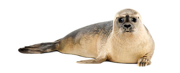 istock Common seal, Phoca vitulina lying on its stomach 464529989