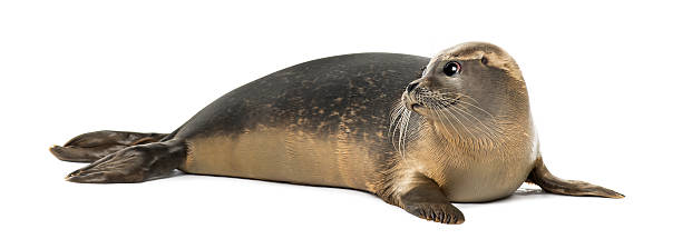 istock Common seal lying, looking away, Phoca vitulina, 8 months old 464529999