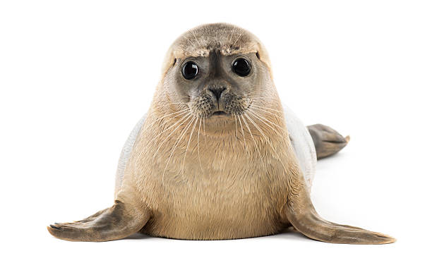 Frontal view of a Phoca vitulina against a white background Common seal lying, facing, Phoca vitulina, 8 months old, isolated on white seal pup stock pictures, royalty-free photos & images