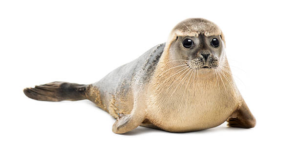 istock Common seal lying, looking at the camera, Phoca vitulina 464530027