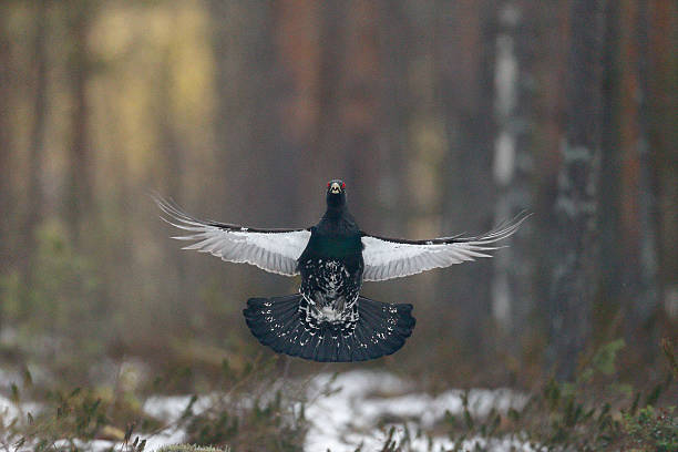 Capercaillie, Tetrao urogallus Capercaillie, Tetrao urogallus, single male in snowy forest displaying at lek, Finland, April 2013 capercaillie grouse grouse wildlife scotland stock pictures, royalty-free photos & images