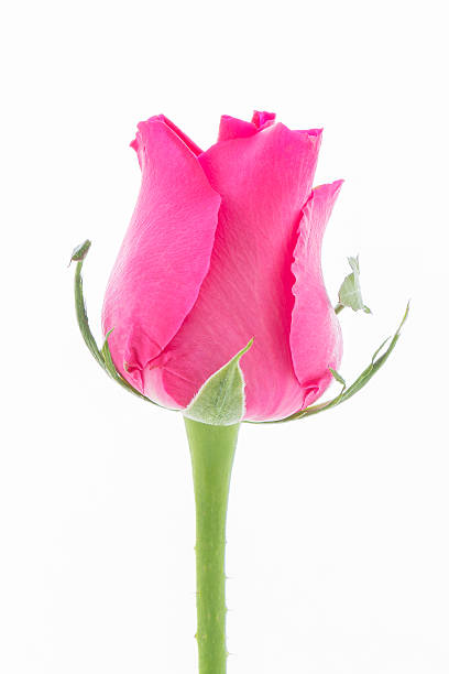 istock Close up  pink rose on  white background 464532316