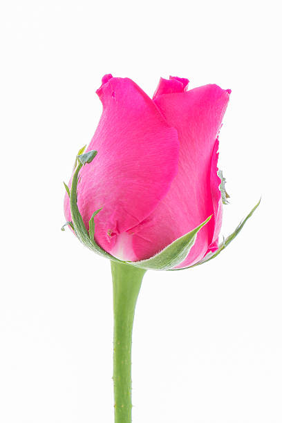 istock Close up  pink rose on  white background 464532324